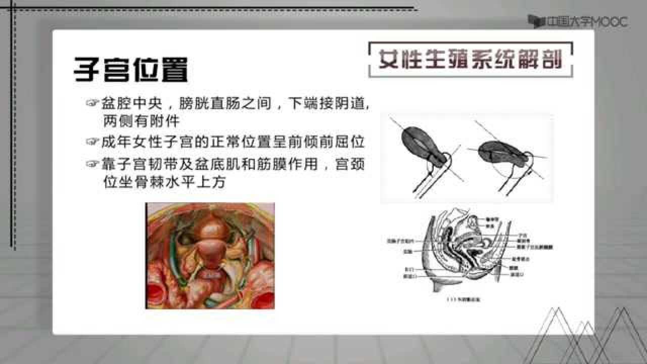 女性生殖系统解剖（二）_腾讯视频