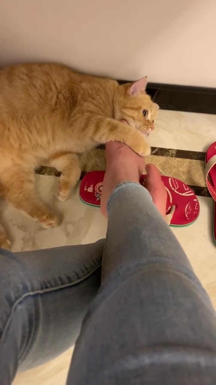 铲屎官猫猫我的脚闻着香吗这可是传说中的香港脚