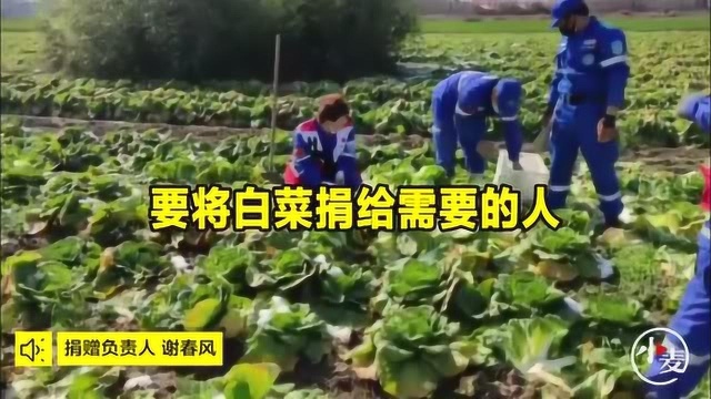 只送不卖!新蔡县一农业公司无偿捐赠8亩大白菜: 希望捐赠给有需要的人