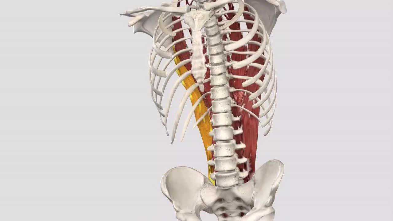 髂肋肌—功能解剖视频