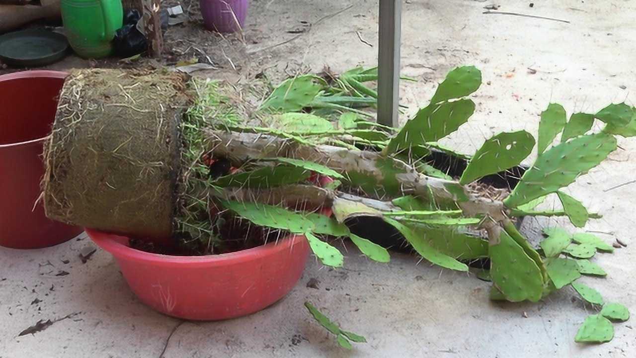 仙人掌换盆,1种做法"简单粗暴",分分钟换好