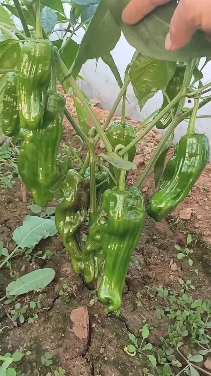 嫁接多年生辣椒,嫁接后提高产量千倍