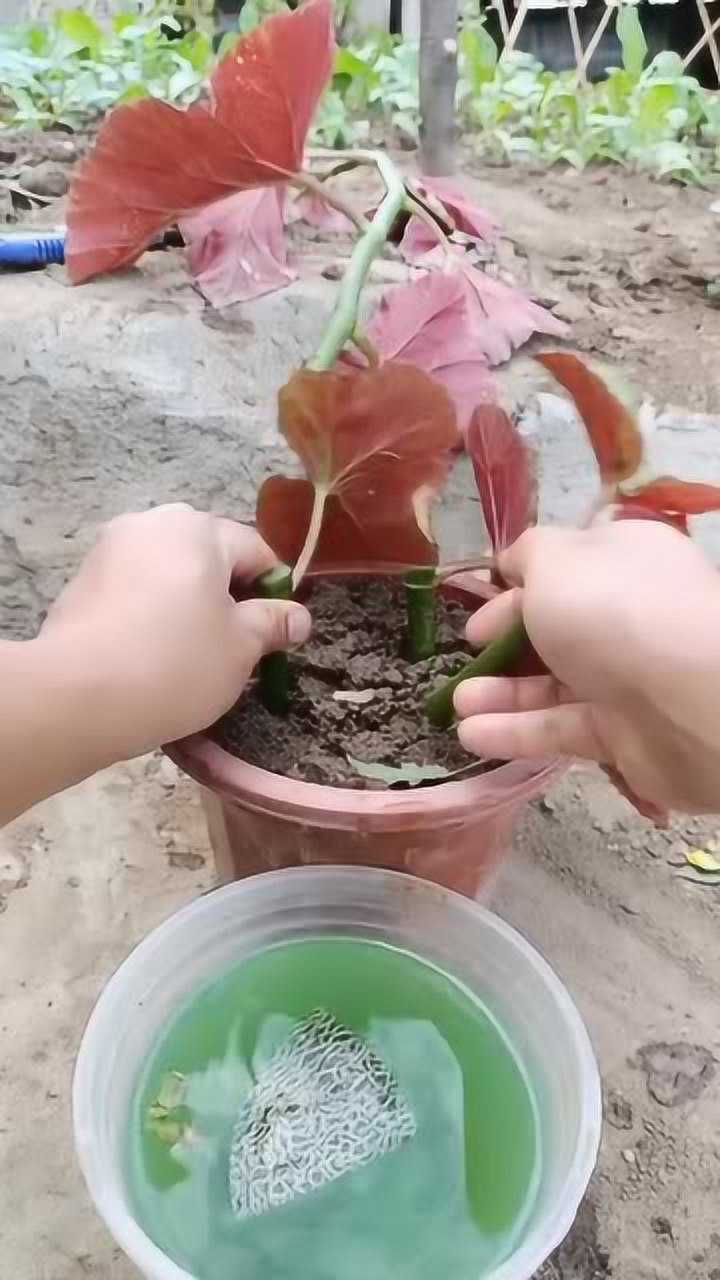 扦插竹节海棠技术