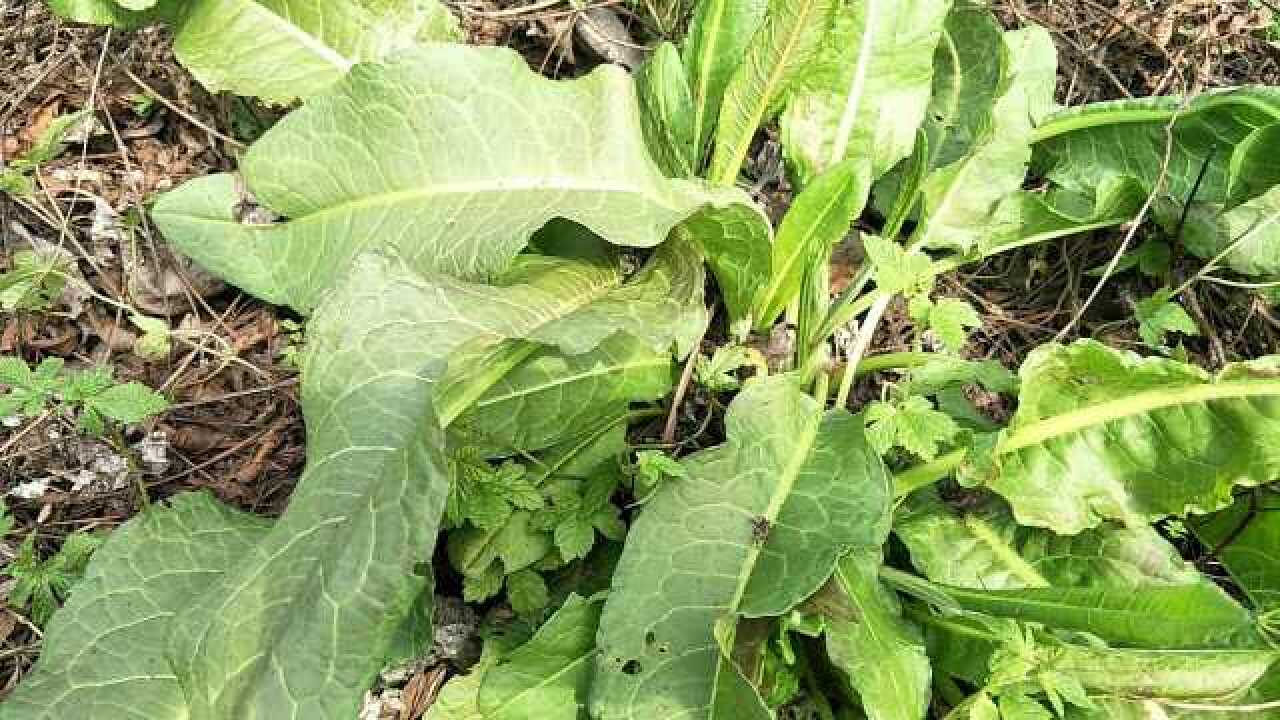 农村这种野草"牛耳大黄",还有这功效,真是涨见识了