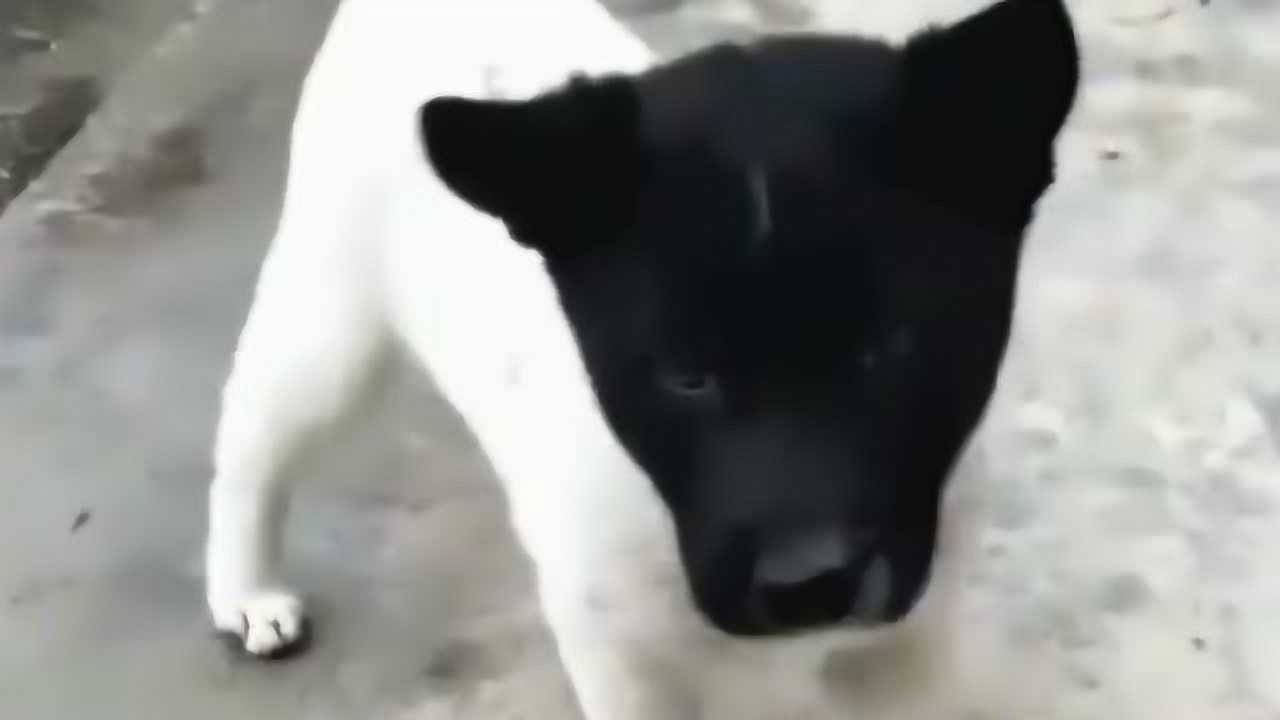 黑头白身是狗王图片