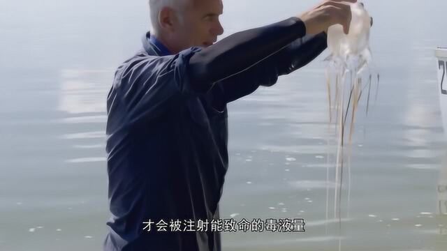 海洋最毒生物澳洲方水母,3分钟就吞噬掉人命