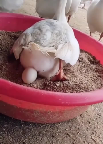 母鸭十秒下蛋