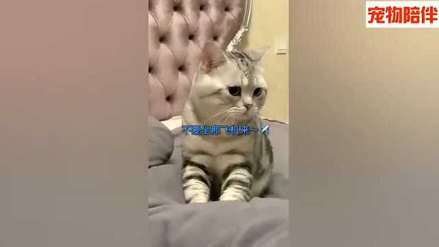 这只猫猫太可爱,猫咪这首歌令人着魔了,网友:好想要