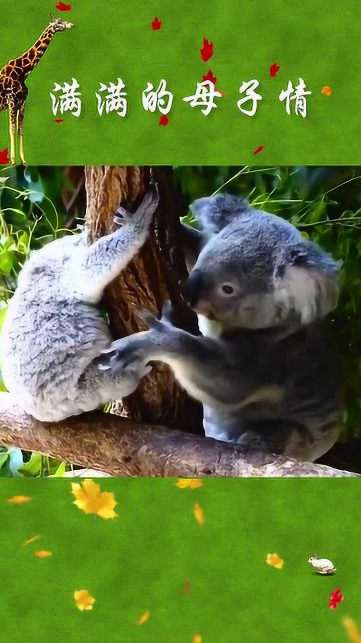 考拉和母亲的亲亲玩闹日常,满满的母子亲情