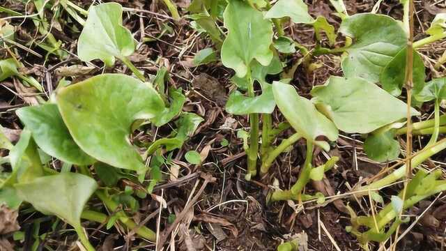 鱼腥草被誉为“肺部清洁剂”农村路边常见的野草居然有这么多的功效