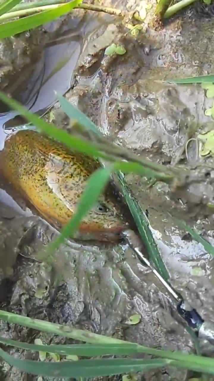 农村小伙户外钓黄鳝话音刚落就上钩真厉害
