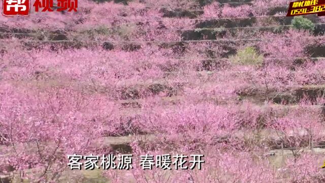 龙岩:千亩桃林开花啦!花期20天,这个村庄美的不像话