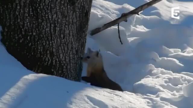 松貂在茫茫雪林中追捕老鼠,掘地三尺只为找到老鼠洞!