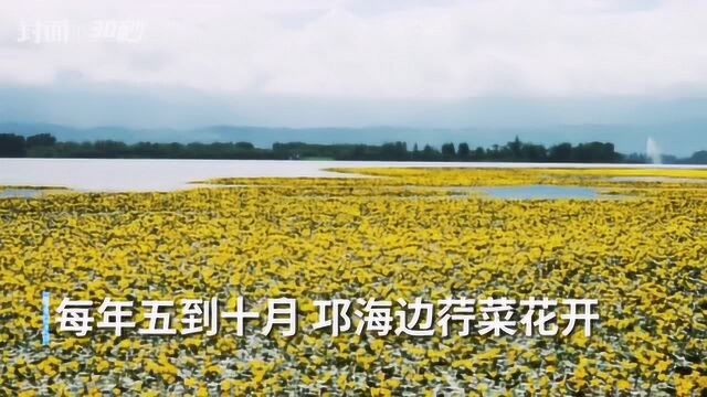 四川西昌邛海:荇菜花开 诗经中的爱情之花就是它