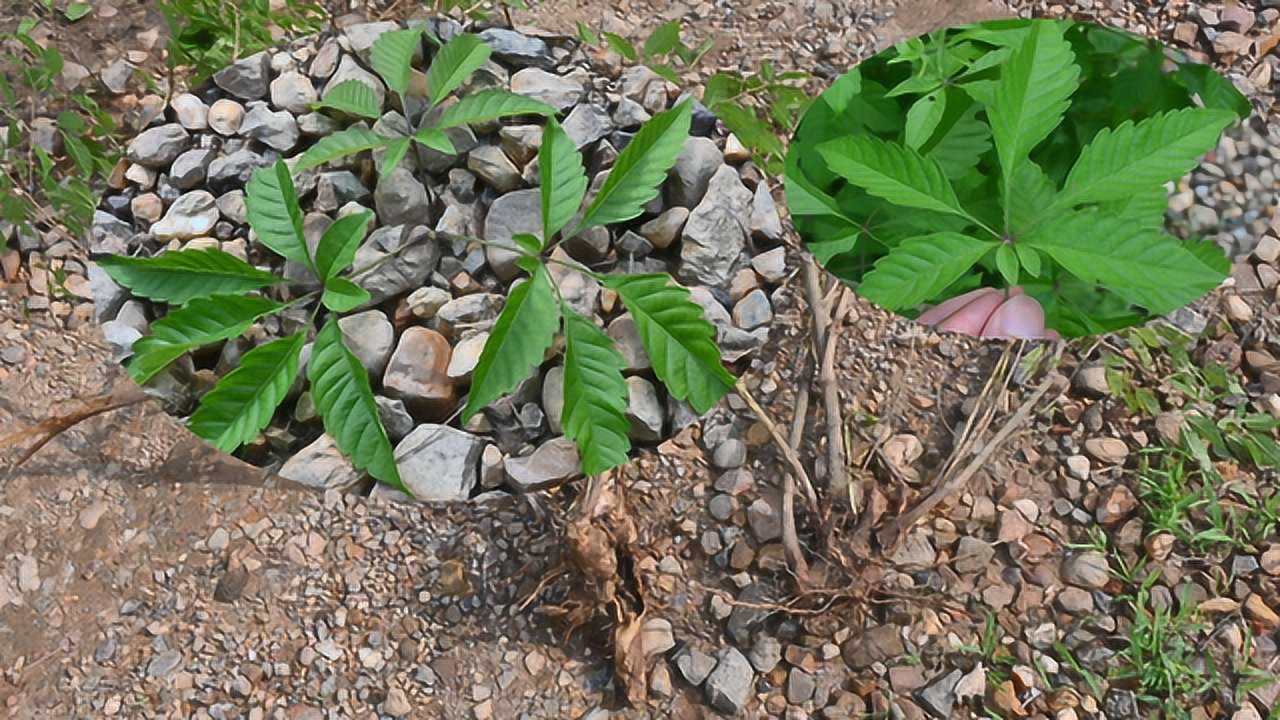 很多人都认识黄荆植物七叶难得一见农村小哥盘回家移栽