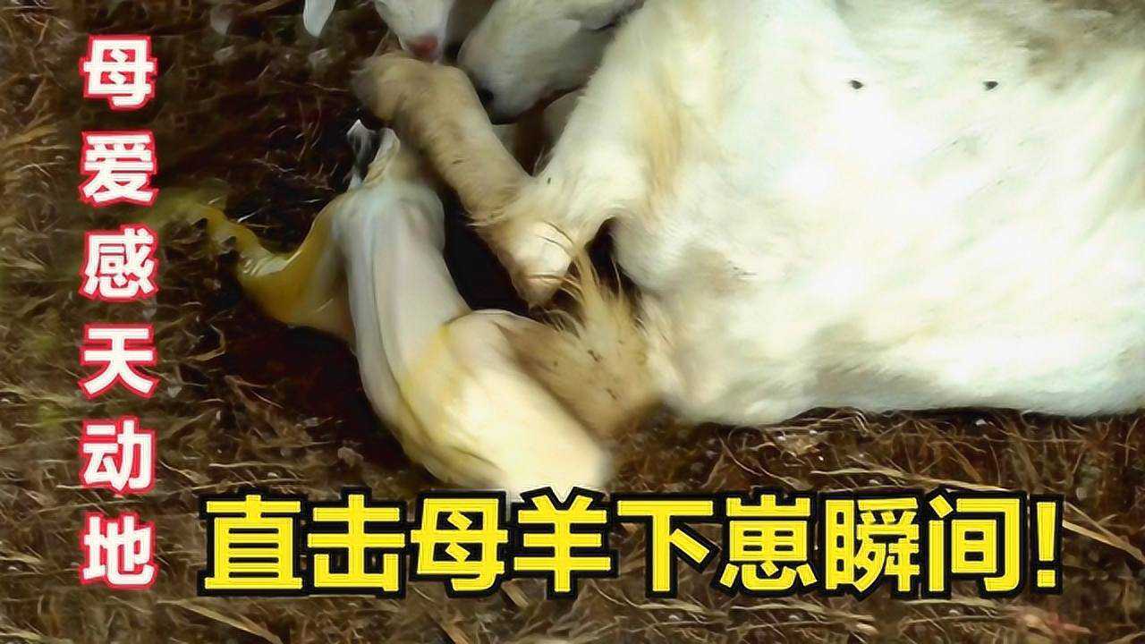母羊叫声撕心裂肺!实拍羊妈妈生小羊,天下母爱无不让人感动!
