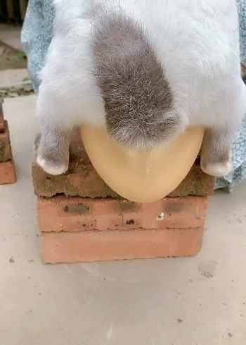 震惊!母兔子竟然能生蛋,真是涨见识了!