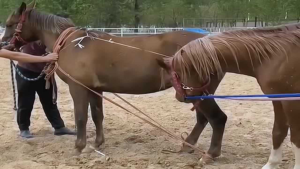 母马的发情期到了大爷三天二头来找公马配种这次总算成功了