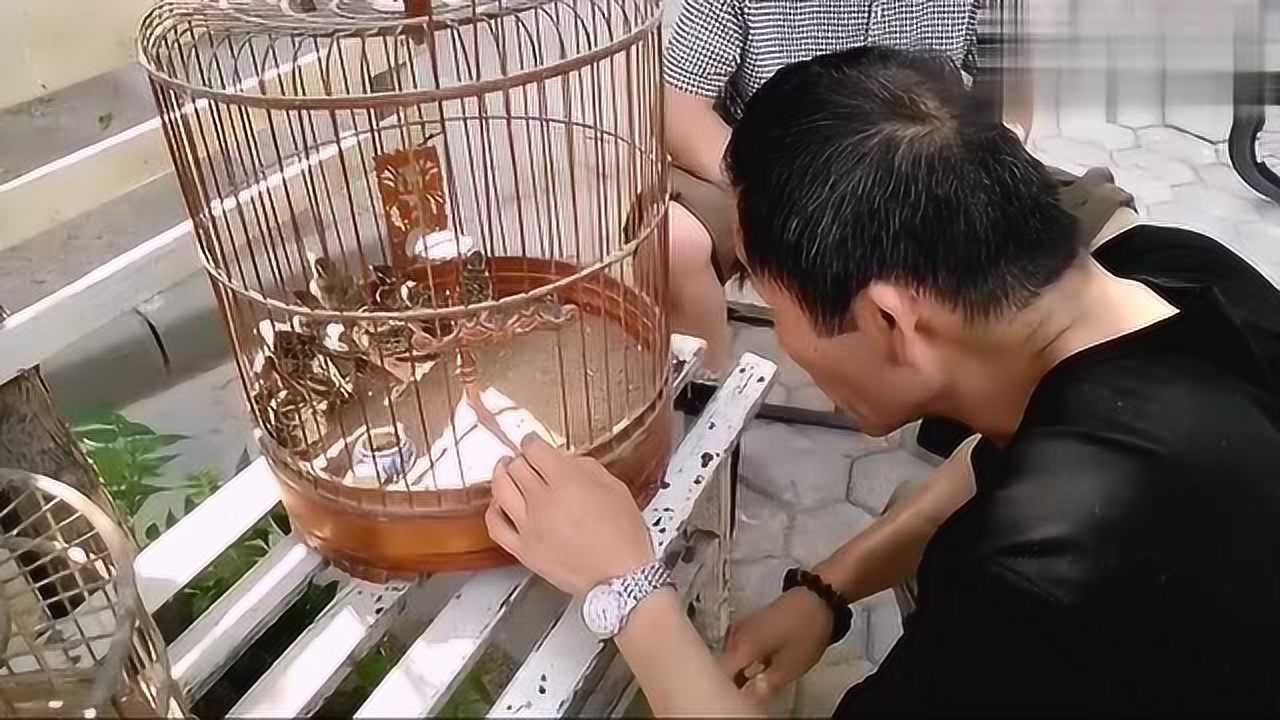 老人挑选小百灵鸟,鸟儿个个神气可爱,老人看看哪只都喜欢