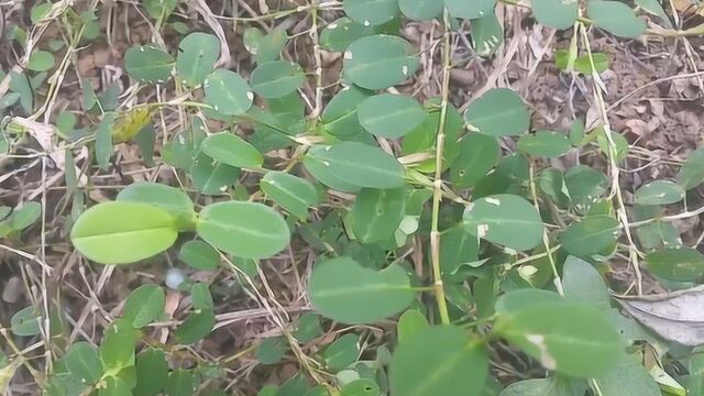 叶子像花生叶子的植物,本以为是野草,却能用来治病!