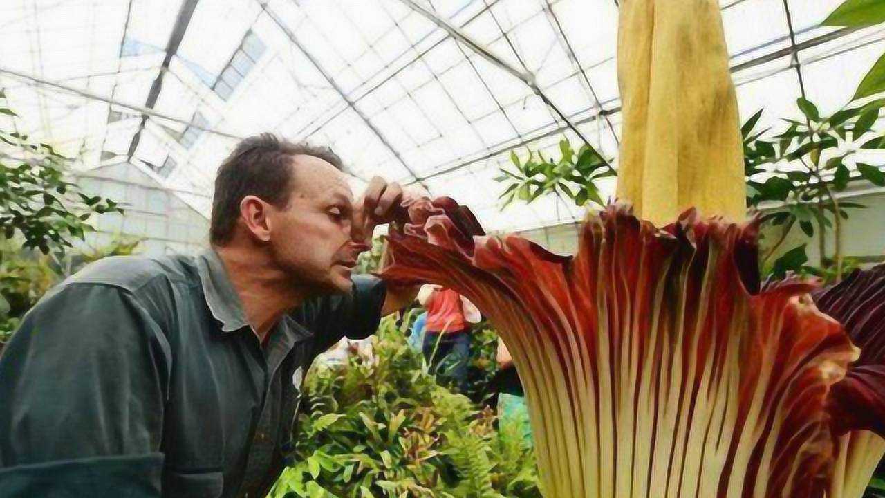 世界上最臭的花,不仅臭还很丑,肯定是花界的一个奇葩