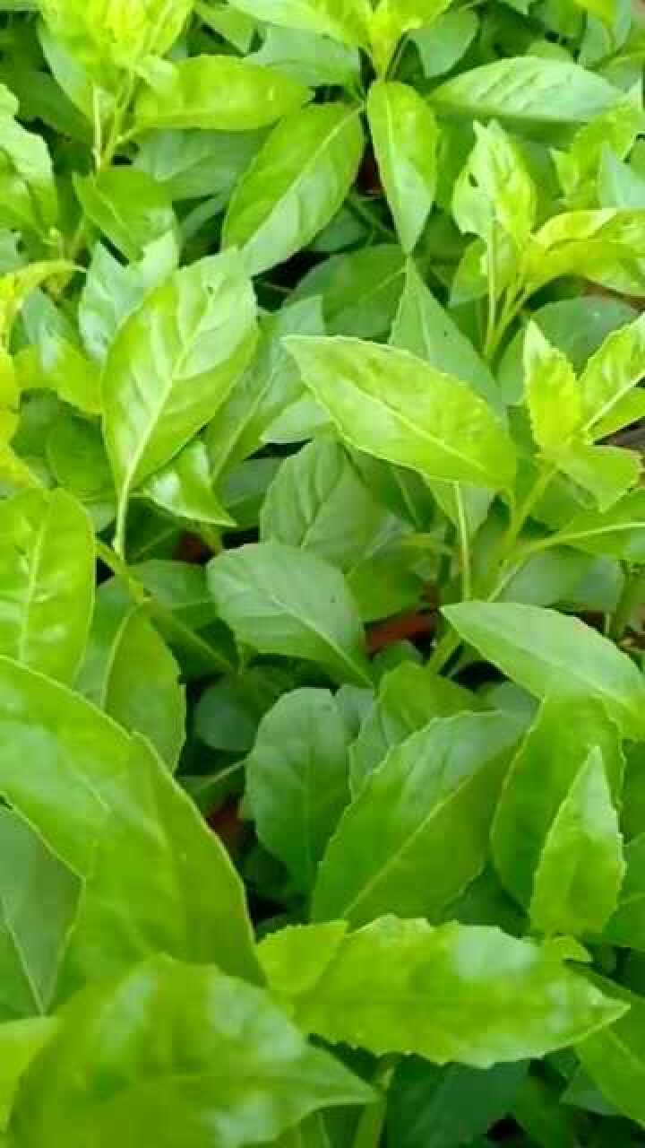 农村的这种草,治疗高血压,糖尿病的并发症有奇效