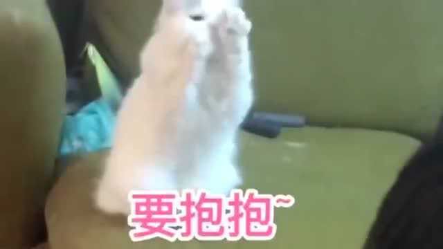 给猫咪吃雪糕,小家伙先来了一套“组合拳”!北京网友:快使用双节棍!