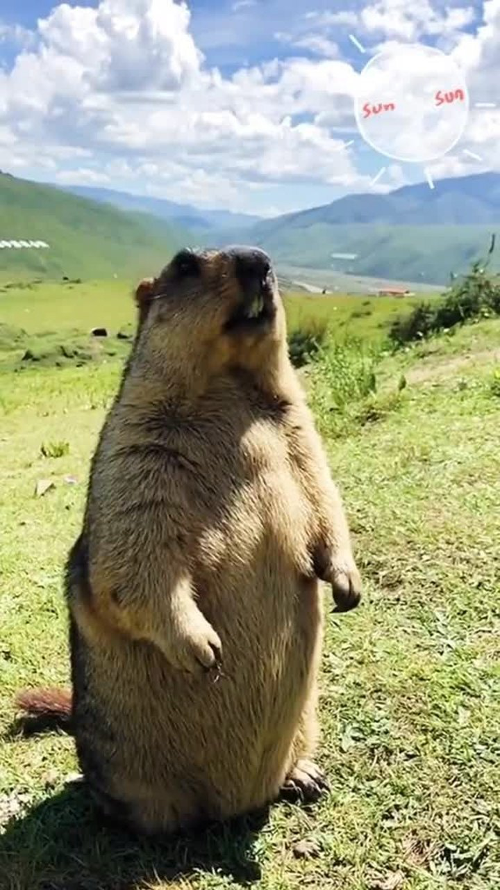 土拨鼠的尖叫声表情图片