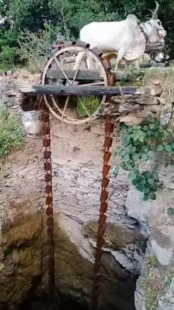 老式的抽水机,用牛来拉水车