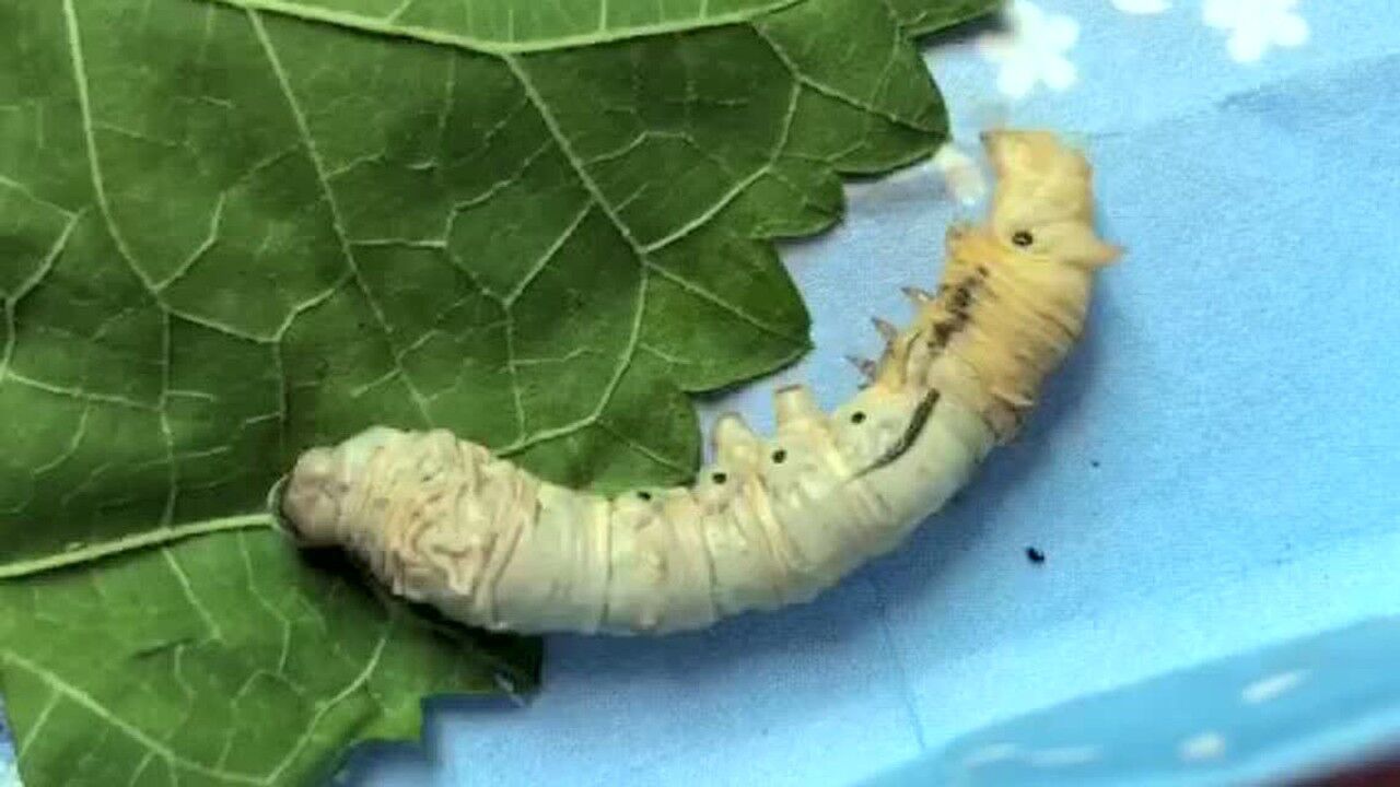 蚕宝宝蜕皮现象_高清1080P在线观看平台_腾讯视频