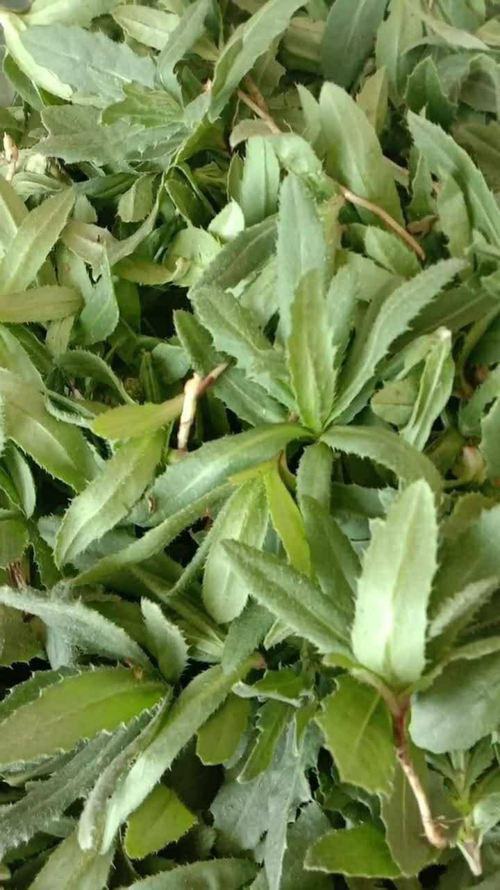 这个药材真的是挺不错的,孩子爱流鼻血就用这个