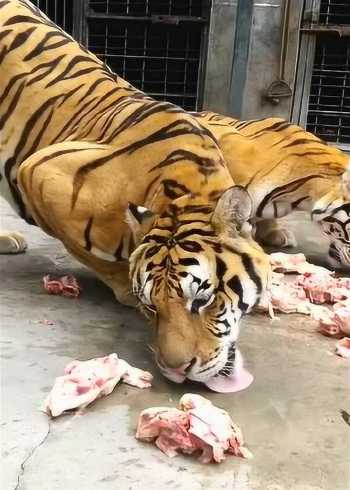 赛虎吃肉的图片图片