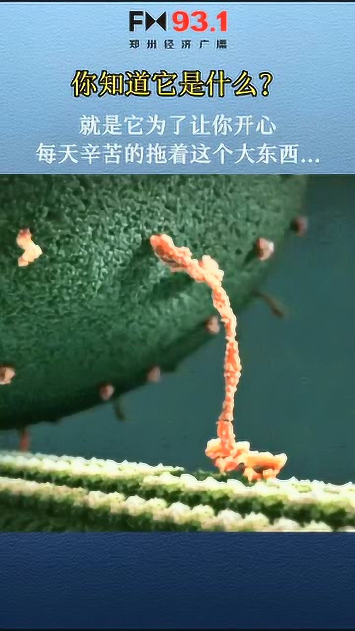 快乐是怎么产生的肌球蛋白拖着内啡肽走在大脑皮层这就是感到快乐的