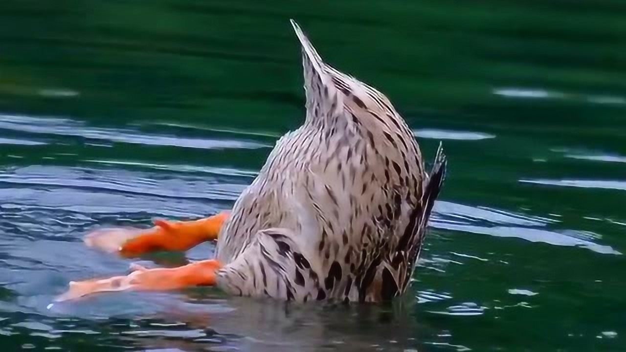 鸭子独特的捕食技巧一头扎进水里所以说鸭子淹死也不是不可能的