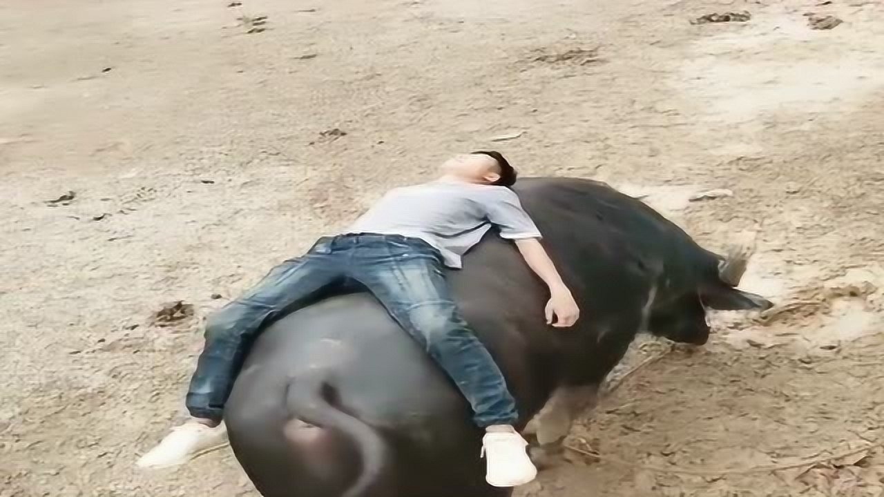 农村小哥心真大啊竟然在牛背上睡着了牛把你拉去卖了你都不知道