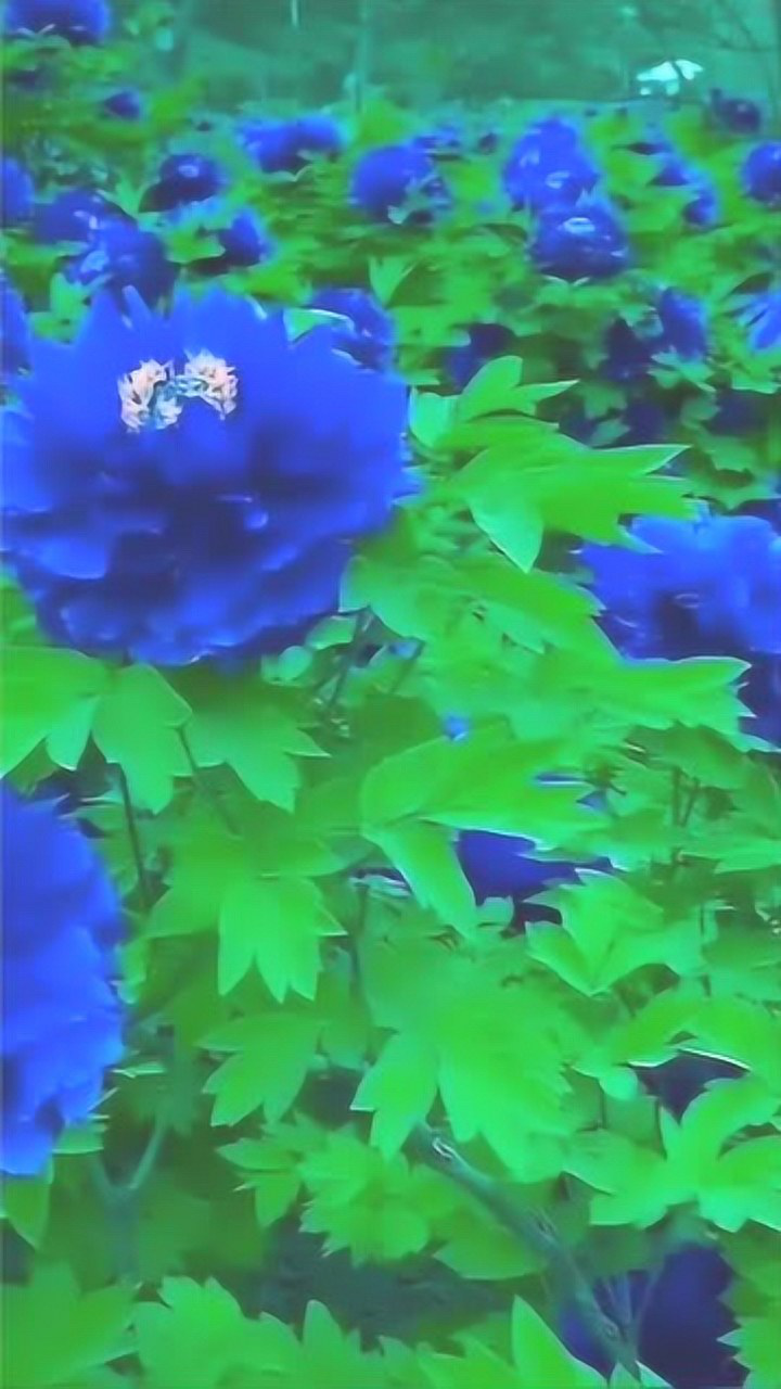 蓝色的牡丹花,这个颜色真的漂亮!