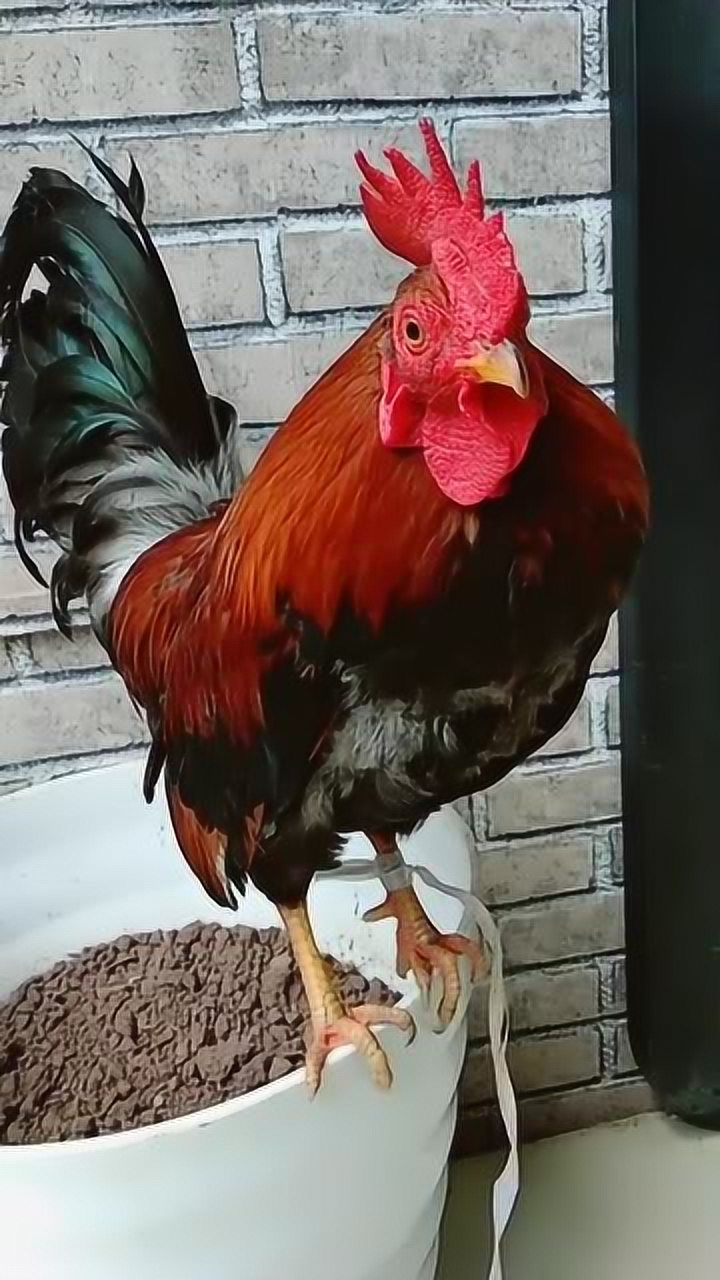 谁说公鸡只有早上才打鸣的训练好了什么时候都能打