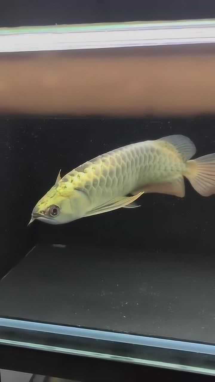 龙鱼这个炮弹头绝了能把鱼养成这样也是一条致富之路了