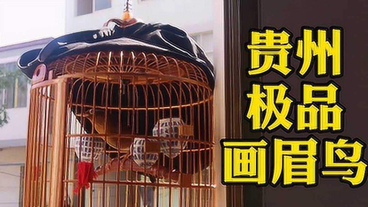 贵州画眉屠夫烂毛图片图片