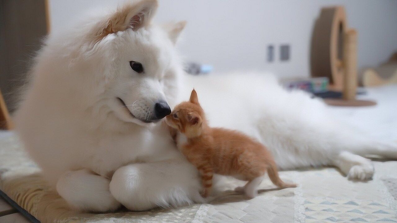 趣味萌宠:萌萌大狗和小黄猫玩耍,哈哈