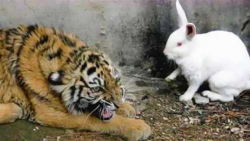 饲养员想激发小老虎的兽性，丢进几只兔子，游客：看一次笑一次！