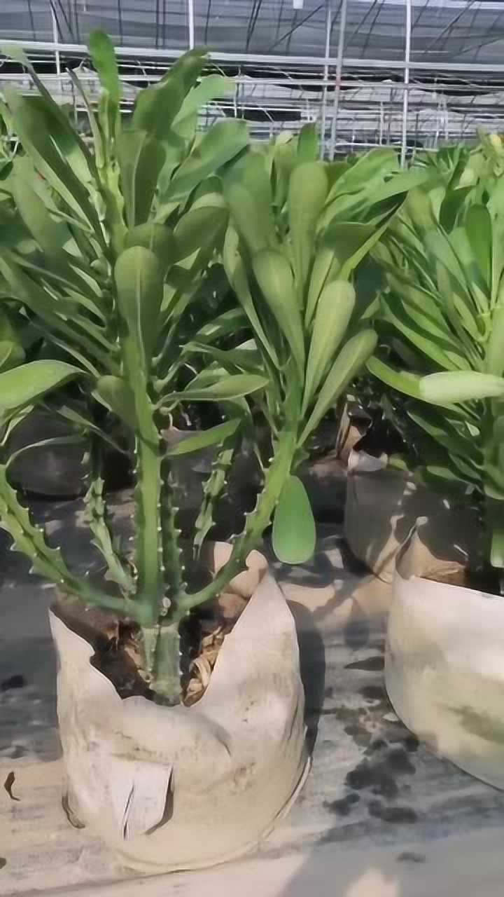 多头霸王鞭的养护牢记它的这点特性让你养殖更轻松