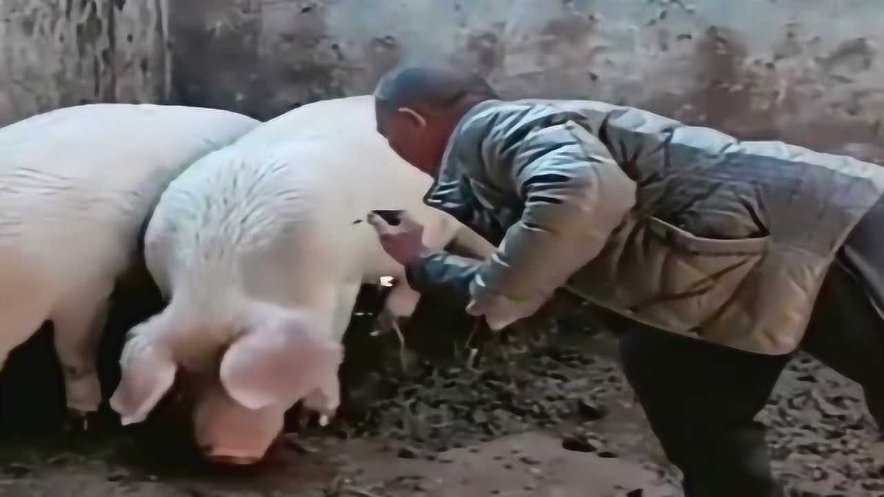 给猪打针也是技术活趁猪不备之时手法稳住狠一次成功扎针