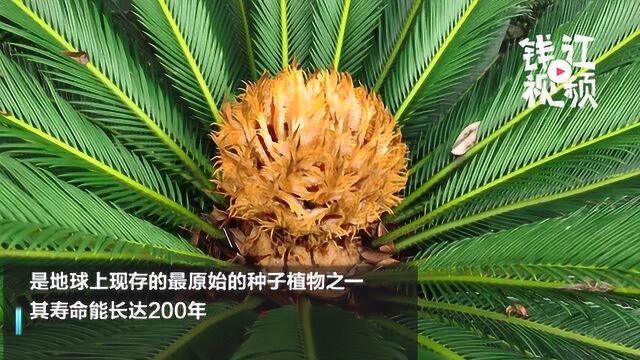 铁树开花千年一遇?湖州一20岁铁树开花了