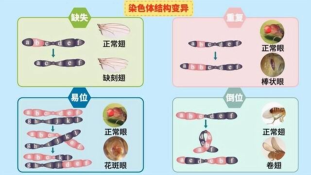 生物大师 高中必考: 染色体变异——慢粒白血病