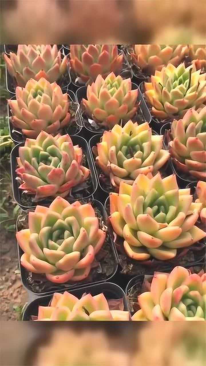 红玉东云这多肉真漂亮让我百看不厌