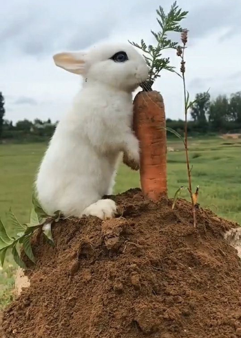 小兔子吃萝卜,样子太可爱了!