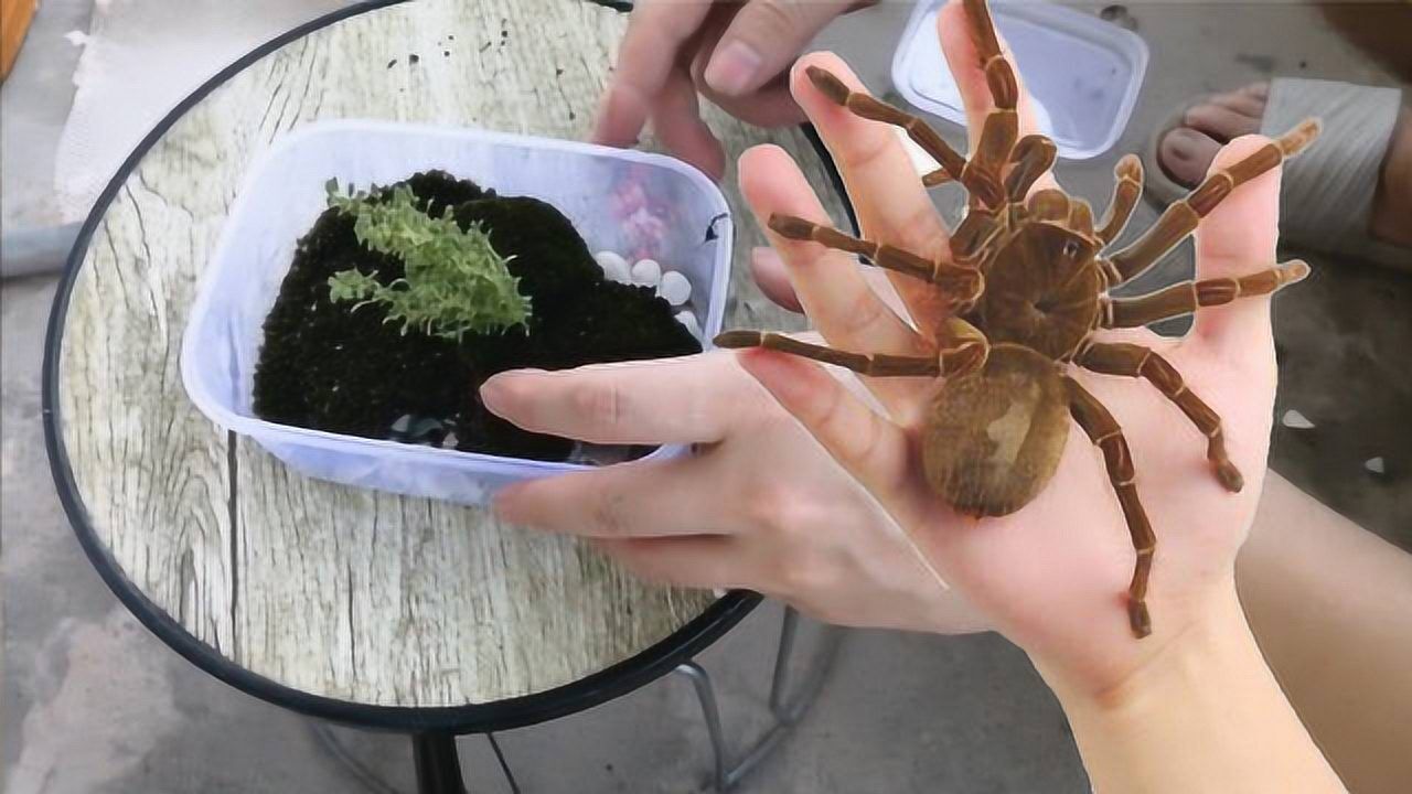 在家里抓了一只小蜘蛛决定把它圈养起来,给它做一个窝