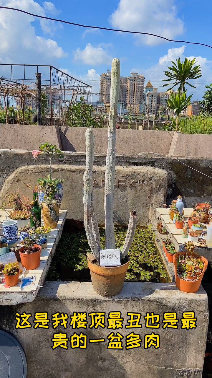 它叫亚狄大戟或者亚迪麒麟是我楼顶最丑也是最贵的一盆多肉