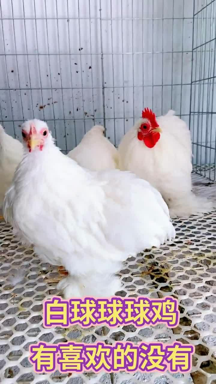 这个鸡的品种是白球球鸡,显得很干净,很漂亮